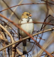 6S3A1215Harris's_Sparrow