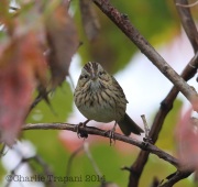 6S3A1549Lincoln's_Sparrow