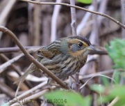 6S3A1678Saltmarsh_Sparrow
