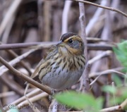6S3A1680Saltmarsh_Sparrow