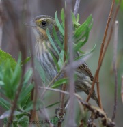 6S3A1727Nelson's_Sparrow