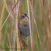 6S3A1738Nelson's_Sparrow