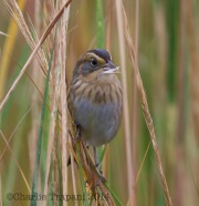 6S3A1742Nelson's_Sparrow