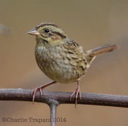 6S3A2078Swamp_Sparrow copy