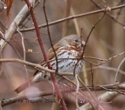 6S3A4305Fox_Sparrow