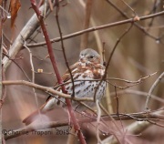 6S3A4309Fox_Sparrow