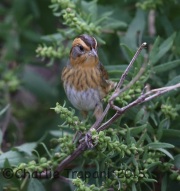 6S3A4587Nelson's_Sparrow