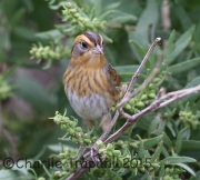 6S3A4591Nelson's_Sparrow
