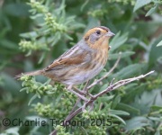 6S3A4595Nelson's_Sparrow