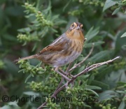 6S3A4598Nelson's_Sparrow