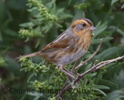 6S3A4601Nelson's_Sparrow