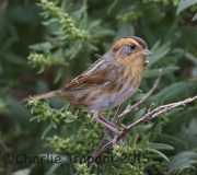 6S3A4602Nelson's_Sparrow