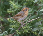 6S3A4603Nelson's_Sparrow_Res copy