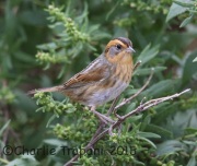 6S3A4605Nelson's_Sparrow
