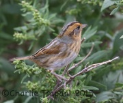6S3A4608Nelson's_Sparrow