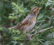 6S3A4610Nelson's_Sparrow