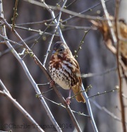 6S3A4872Fox_Sparrow