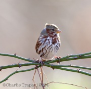 6S3A4889Fox_sparrow