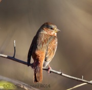 6S3A5024Fox_Sparrow