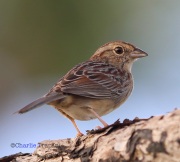 6S3A8171Bachman's_Sparrow copy