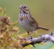 6S3A9446Lincoln's_Sparrow