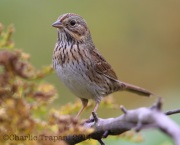 6S3A9447Lincoln's_Sparrow