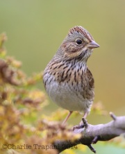 6S3A9449Lincoln's_Sparrow