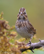 6S3A9455Lincoln's_Sparrow