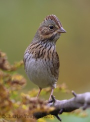 6S3A9456Lincoln's_Sparrow