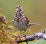 6S3A9458Lincoln's_Sparrow