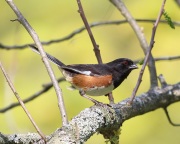 6s3a0861towhee