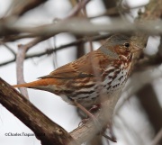 6s3a2664redfoxsparrow