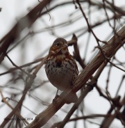6s3a2689foxsparrowred