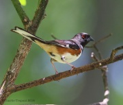 6s3a4353easterntowhee