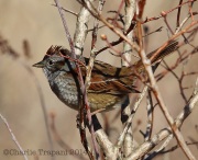 6s3a5778swampsparrow
