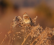 6s3a6101americantreesparrow