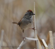 6s3a6211swampsparrow