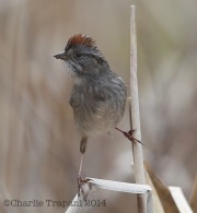 6s3a6221swampsparrow