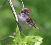 6s3a6228fieldsparrow