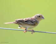6s3a6394grasshoppersparrow