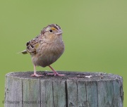 6s3a6455grasshoppersparrow