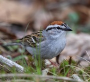 6s3a6652chippingsparrow