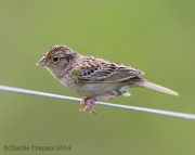 6s3a6960grasshoppersparrow