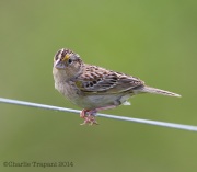 6s3a6961grasshoppersparrow