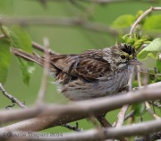 6s3a6972grasshoppersparrow