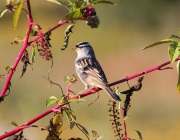 img_7883adult_white-crownedsparrow_ps
