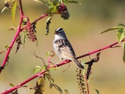 img_7884adult_white-crownedsparrow