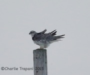 6S3A8856Gryfalcon