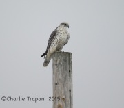 6S3A8940Gyrfalcon