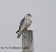 6S3A8942Gyrfalcon